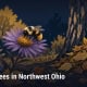 Fostoria News: Illustration, with headline: Bumblebees in Northwest Ohio